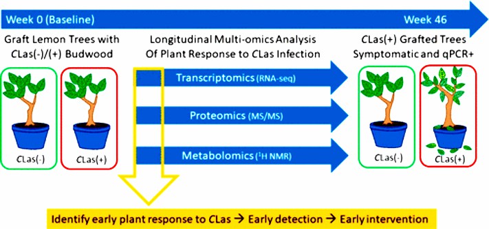 Longitudinal Transcriptomic, Proteomic, and Metabolomic Analysis of Citrus limon Response to Graft Inoculation by Candidatus Liberibacter asiaticus.